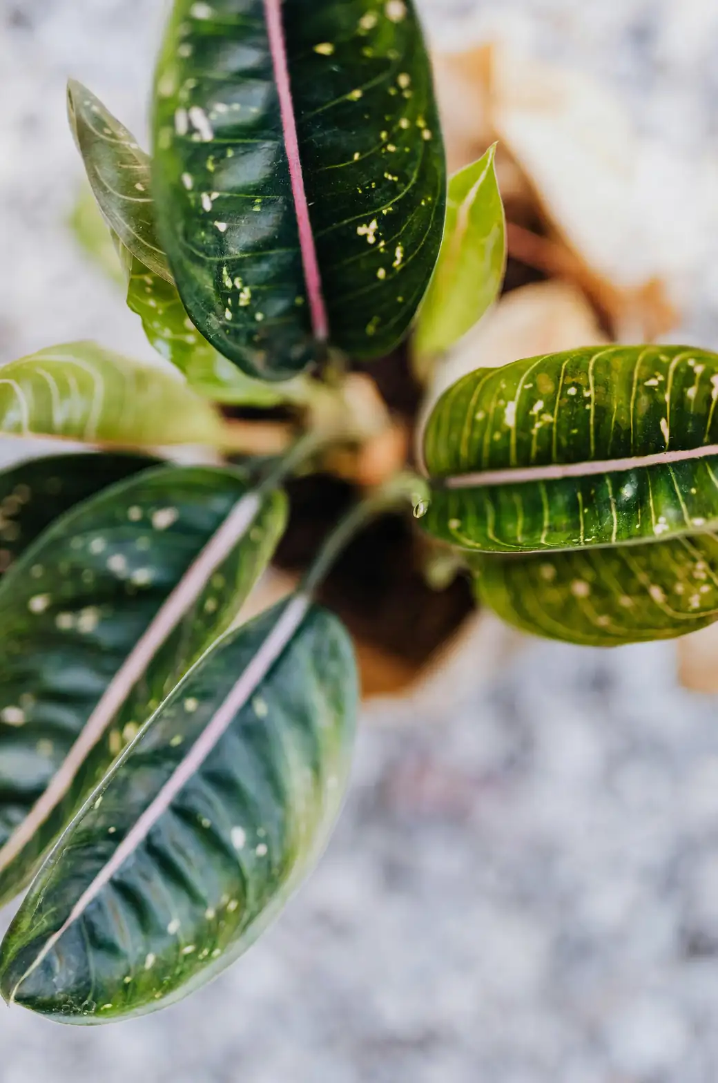 aglaonema leaf close-up