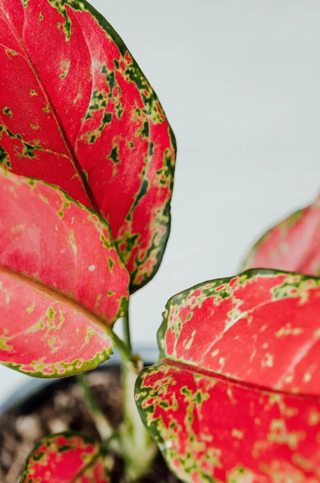 Aglaonema in low light corner