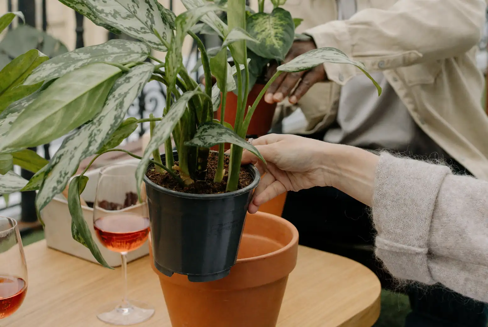 Aglaonema with pebble tray