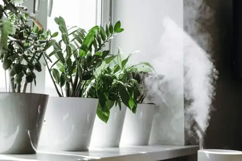 humidifier near indoor plants