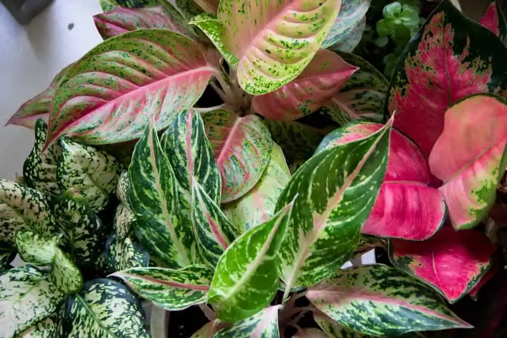 Aglaonema varieties close-up