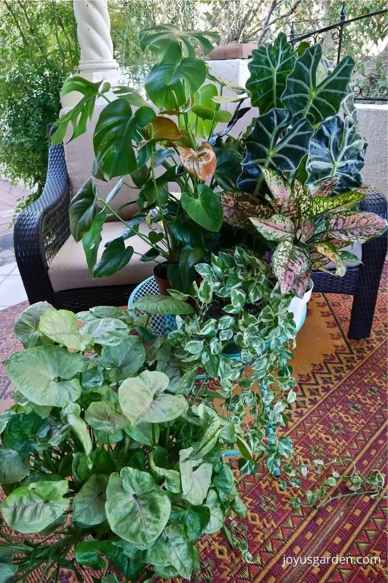 Propagation Masterclass: How to Multiply Your Aglaonema Collection