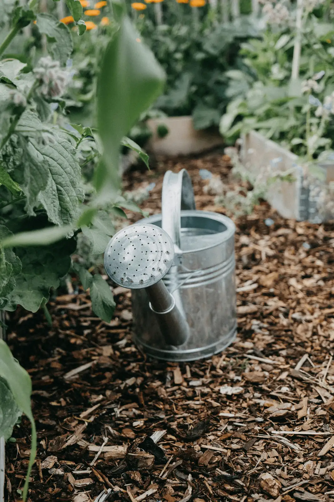 aglaonema propagation tools