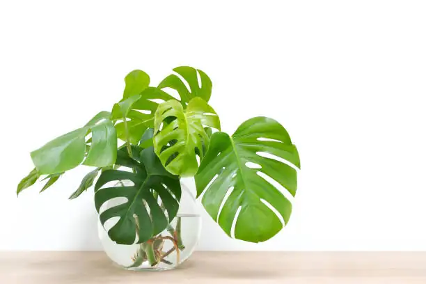 aglaonema stem cutting in water