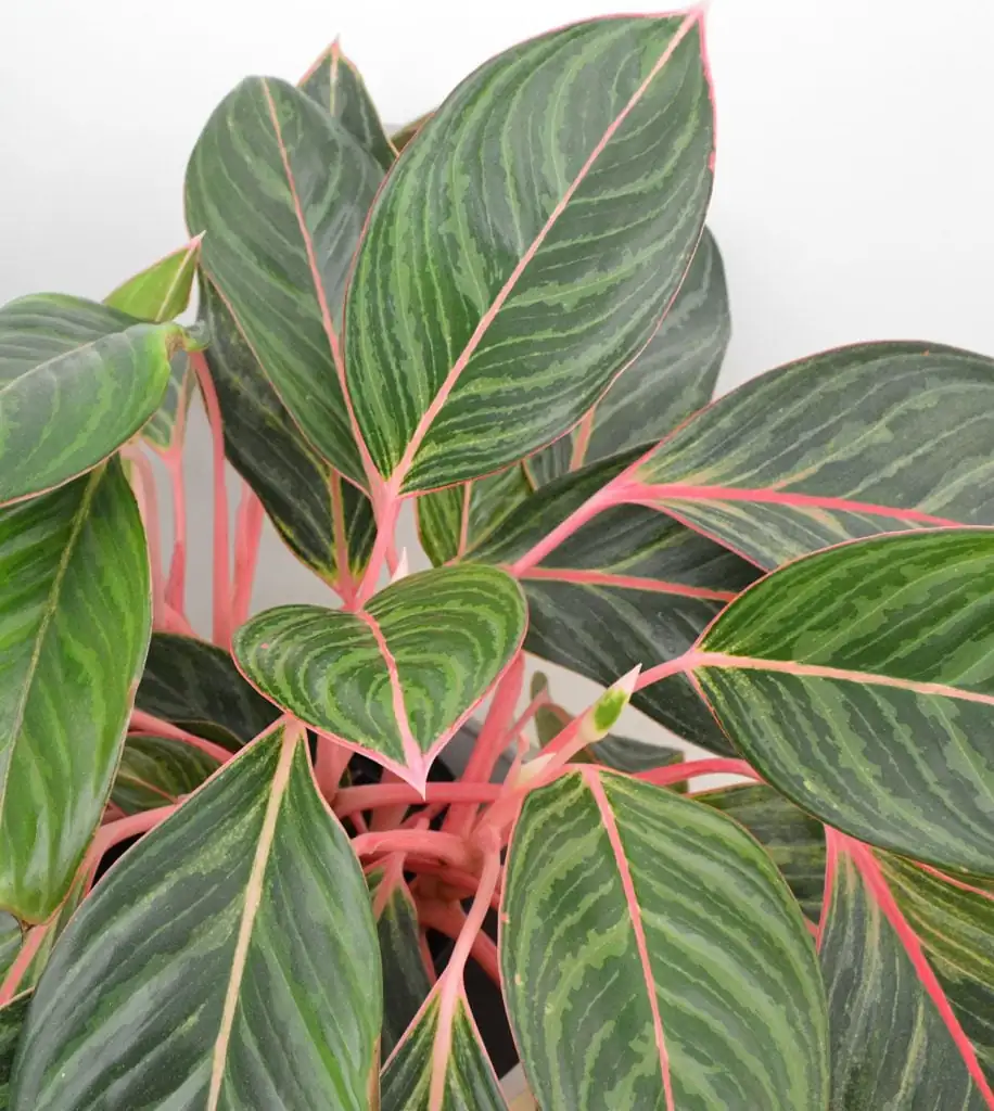 aglaonema leaves close-up