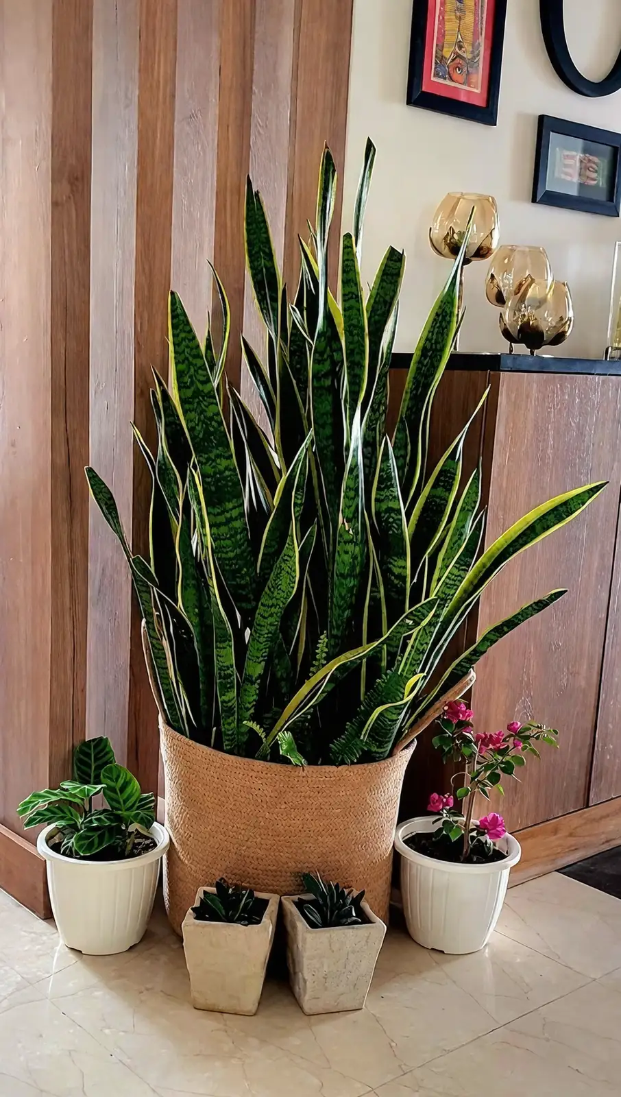 snake plant and aglaonema arrangement