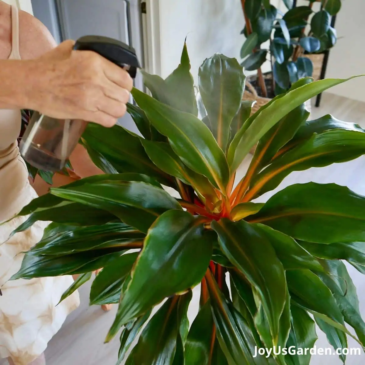 Cozy and Humid: Winter Plant Care for Thriving Indoor Greens
