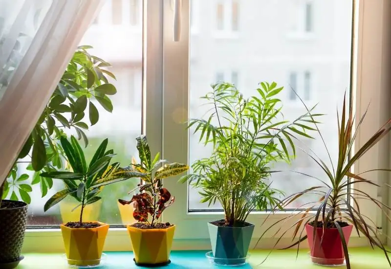 houseplants near south-facing window