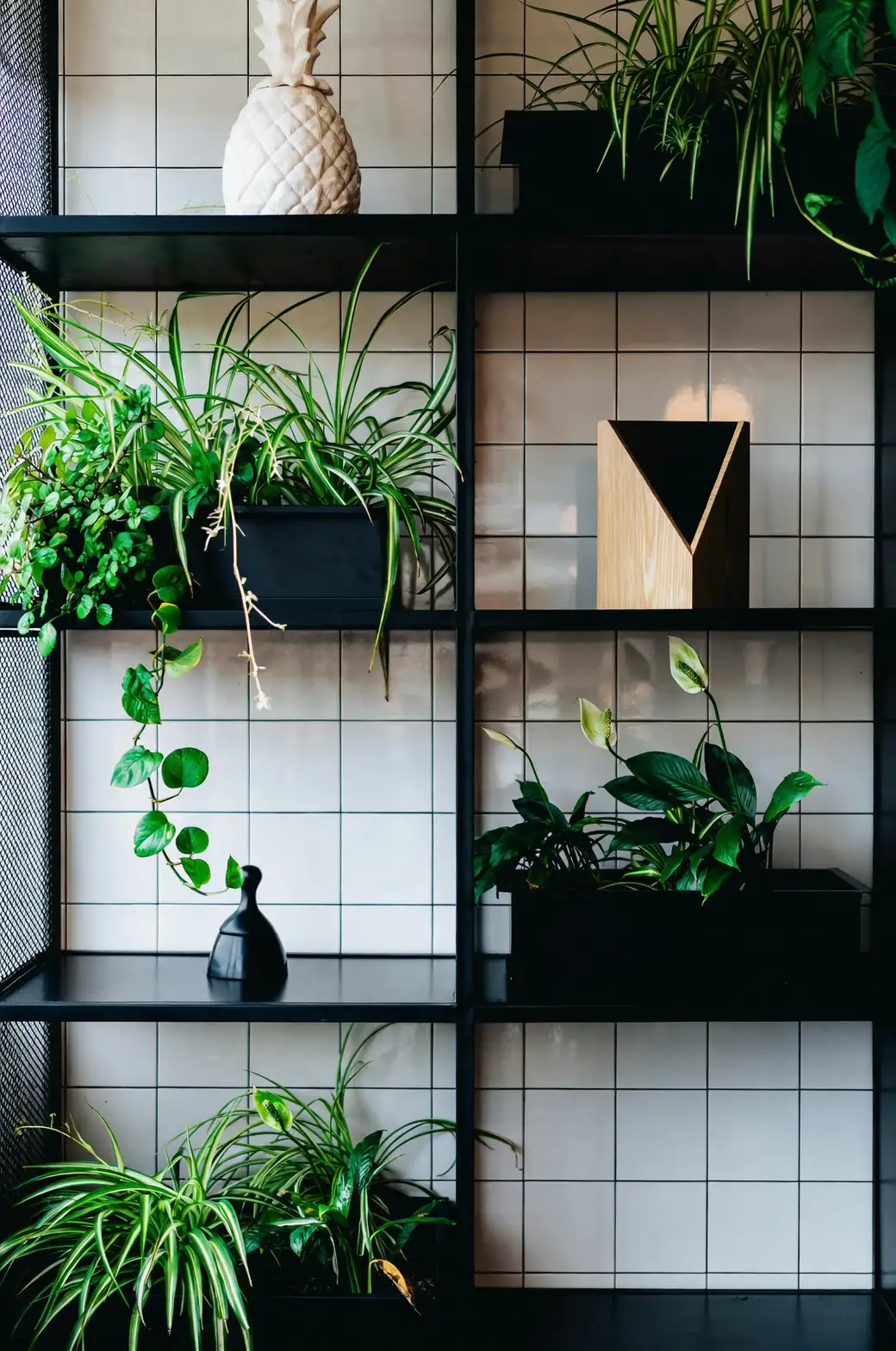 spider plant on shelf