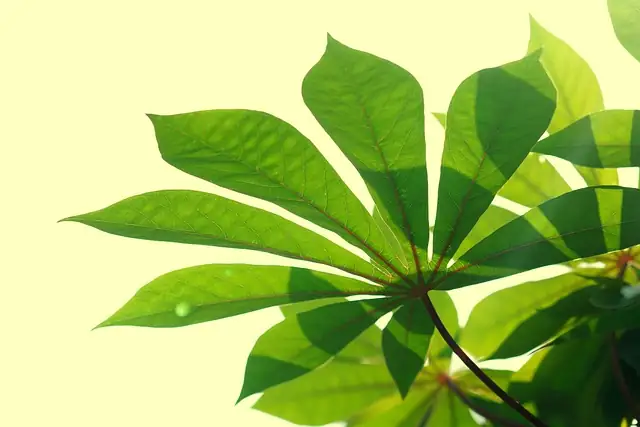Breathe Easy: Mastering Plant Care in Enclosed and Ventilated Spaces