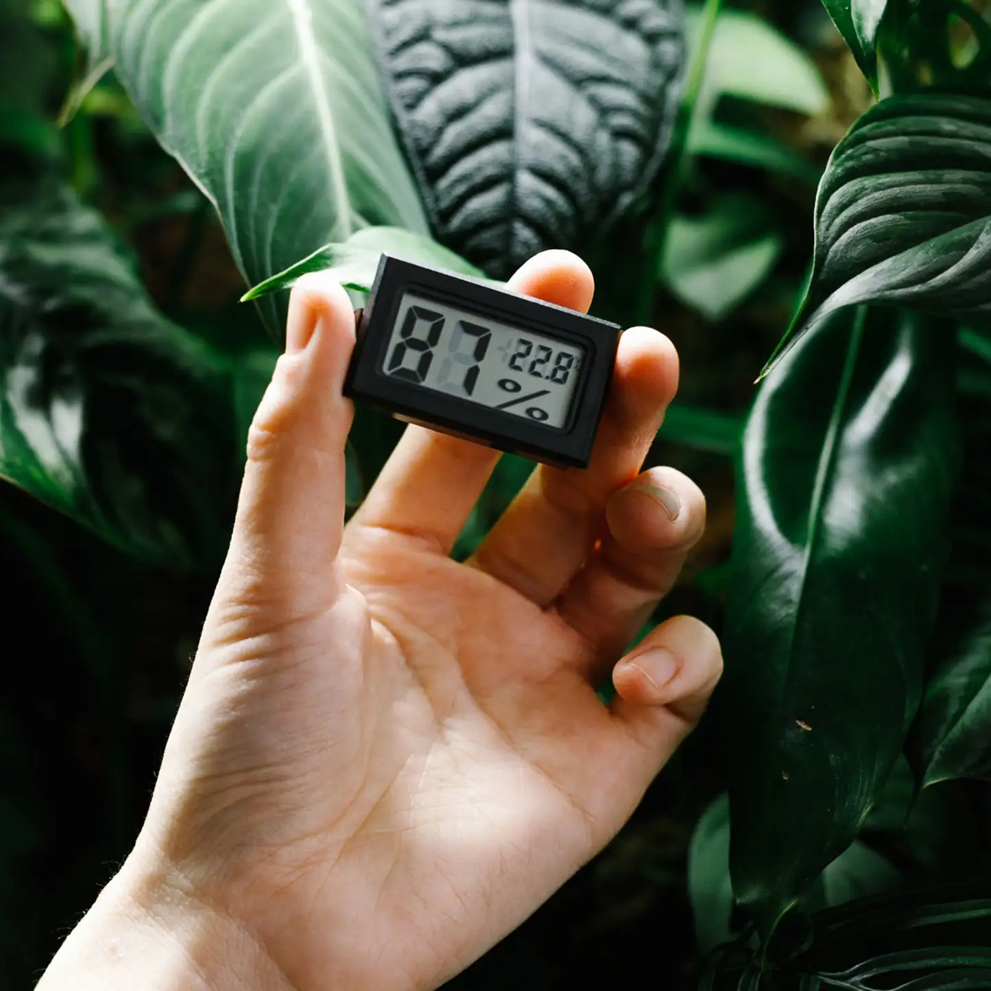 thermometer hygrometer indoor plants