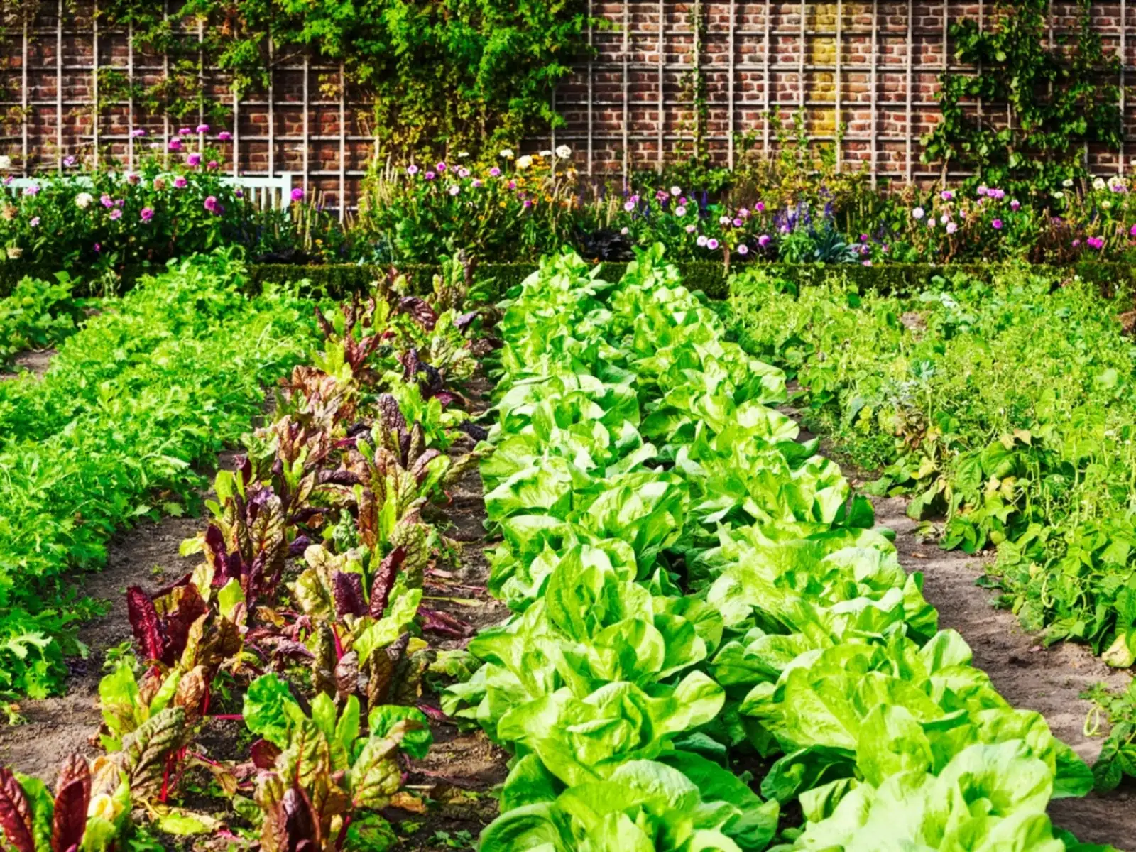 garden plant spacing rows