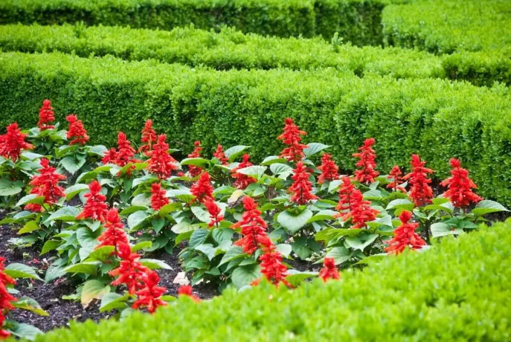 scarlet sage in well-drained soil