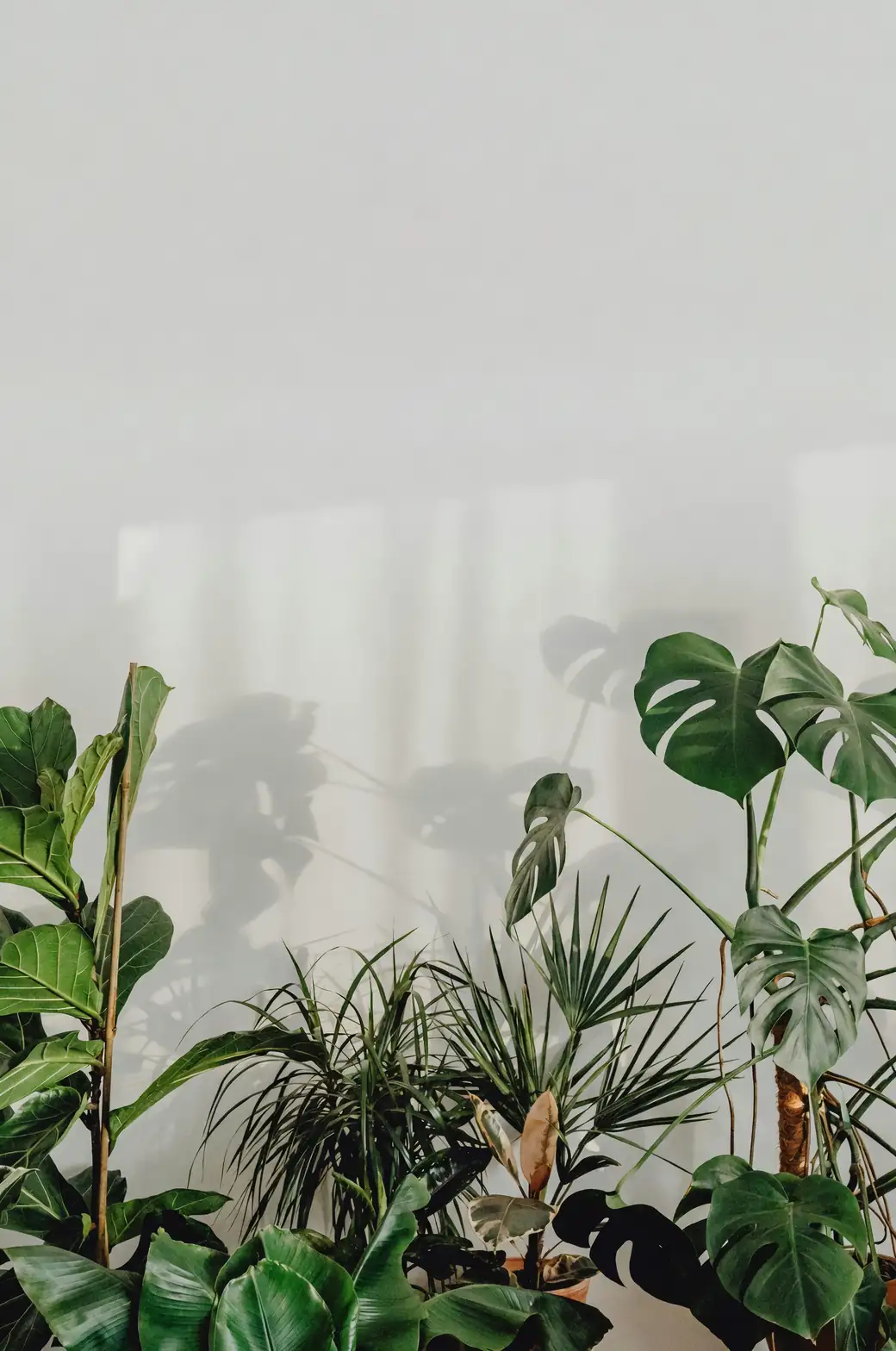 south-facing garden wall plants