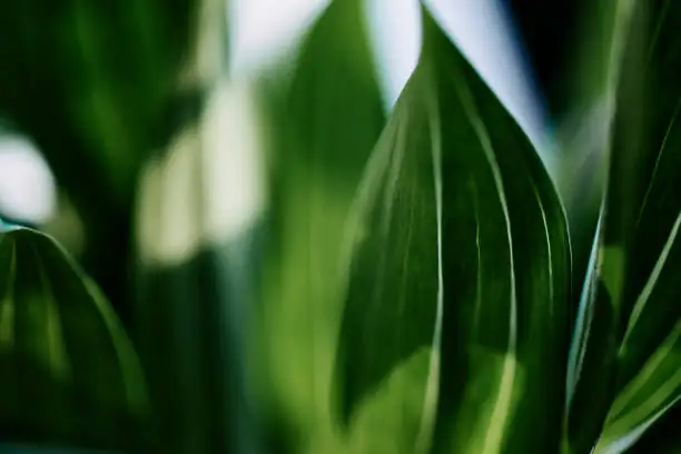 Mastering the Art of Snake Plant Care: Secrets to Thriving in Any Space