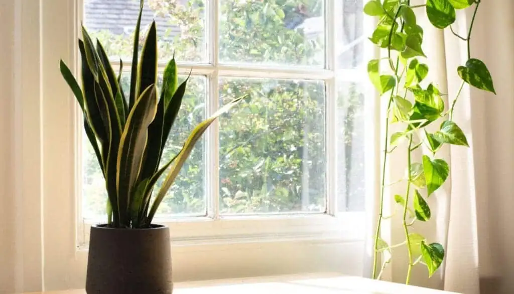 snake plant near window light