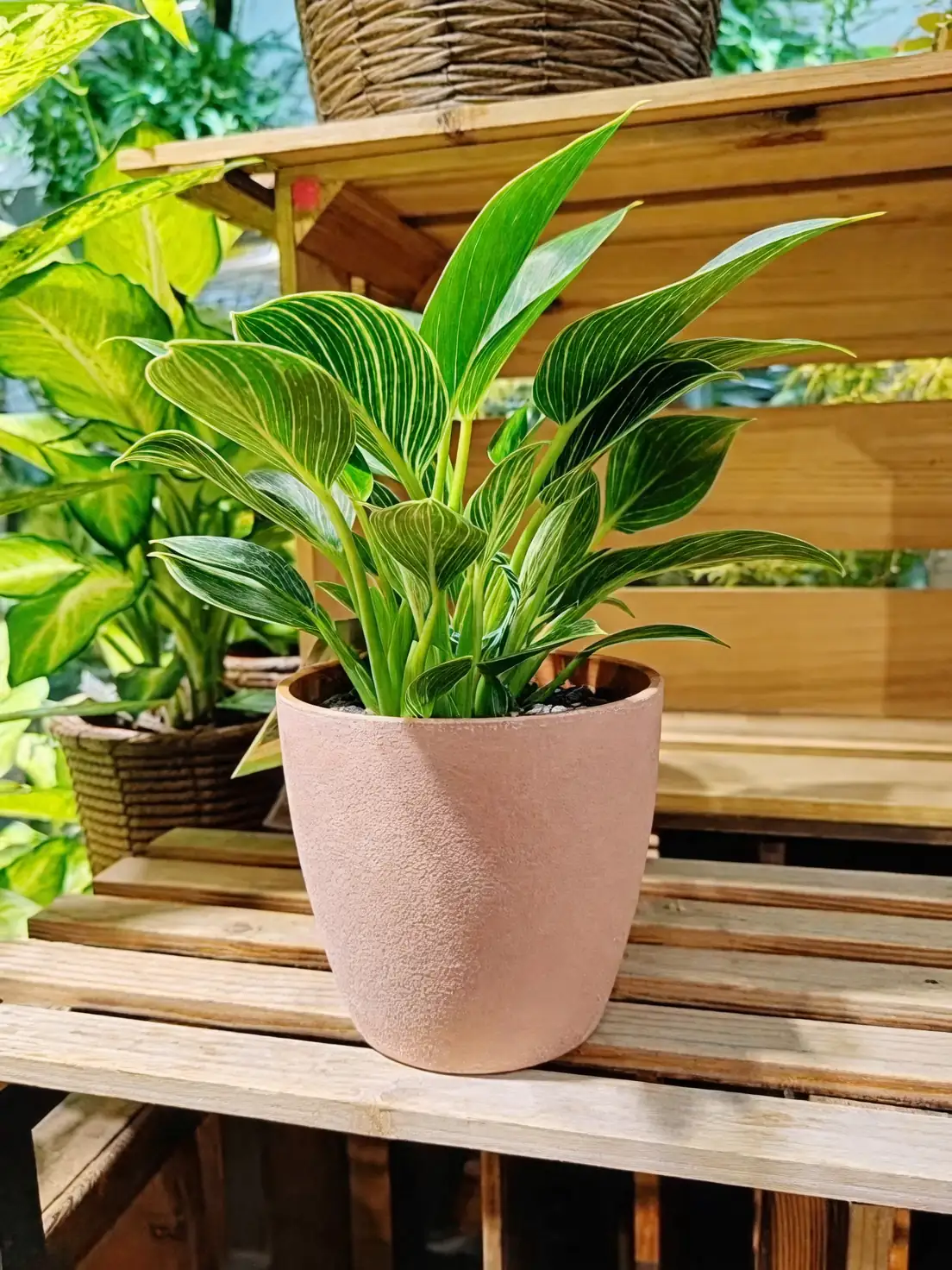 Humidity Helpers: Choosing Between Misting and Humidifiers for Happier Houseplants