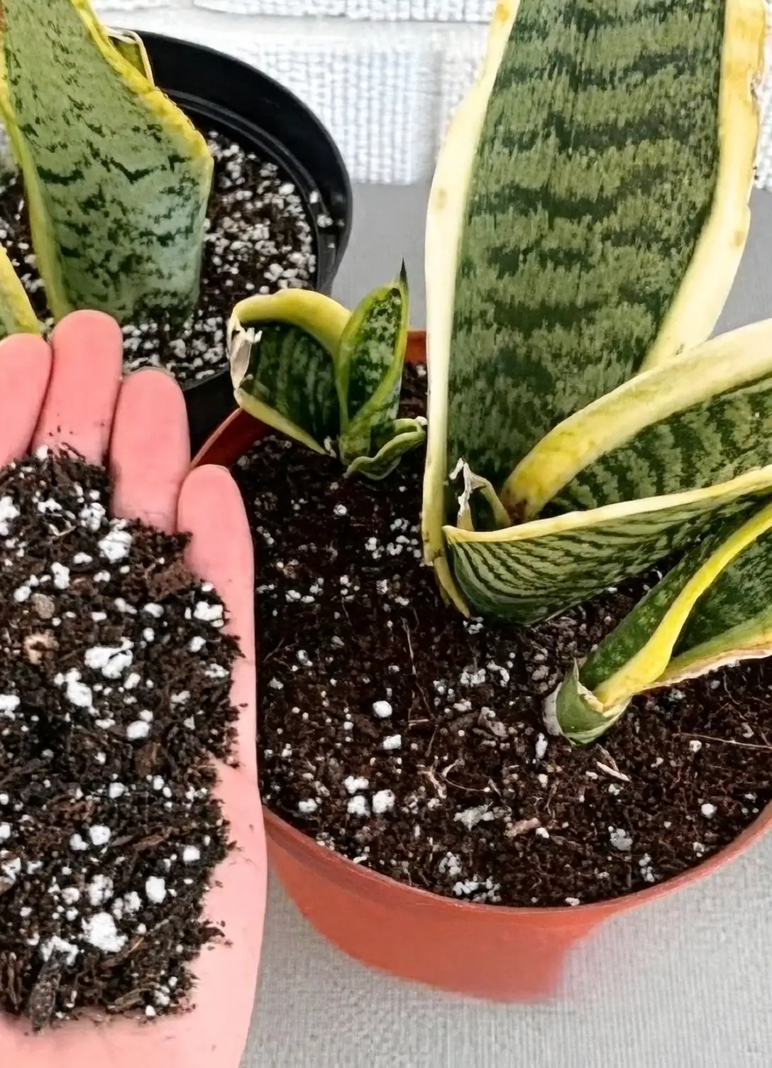 snake plant in well-draining soil
