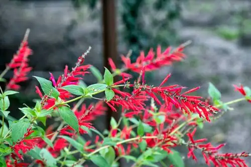 Beat the Bugs: Troubleshooting Pests in Your Scarlet Sage Garden