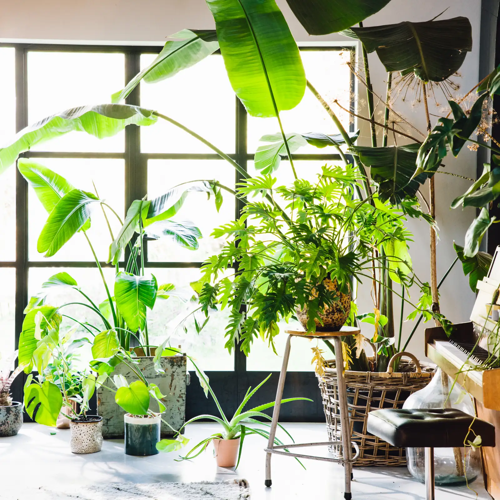 houseplants grouped together