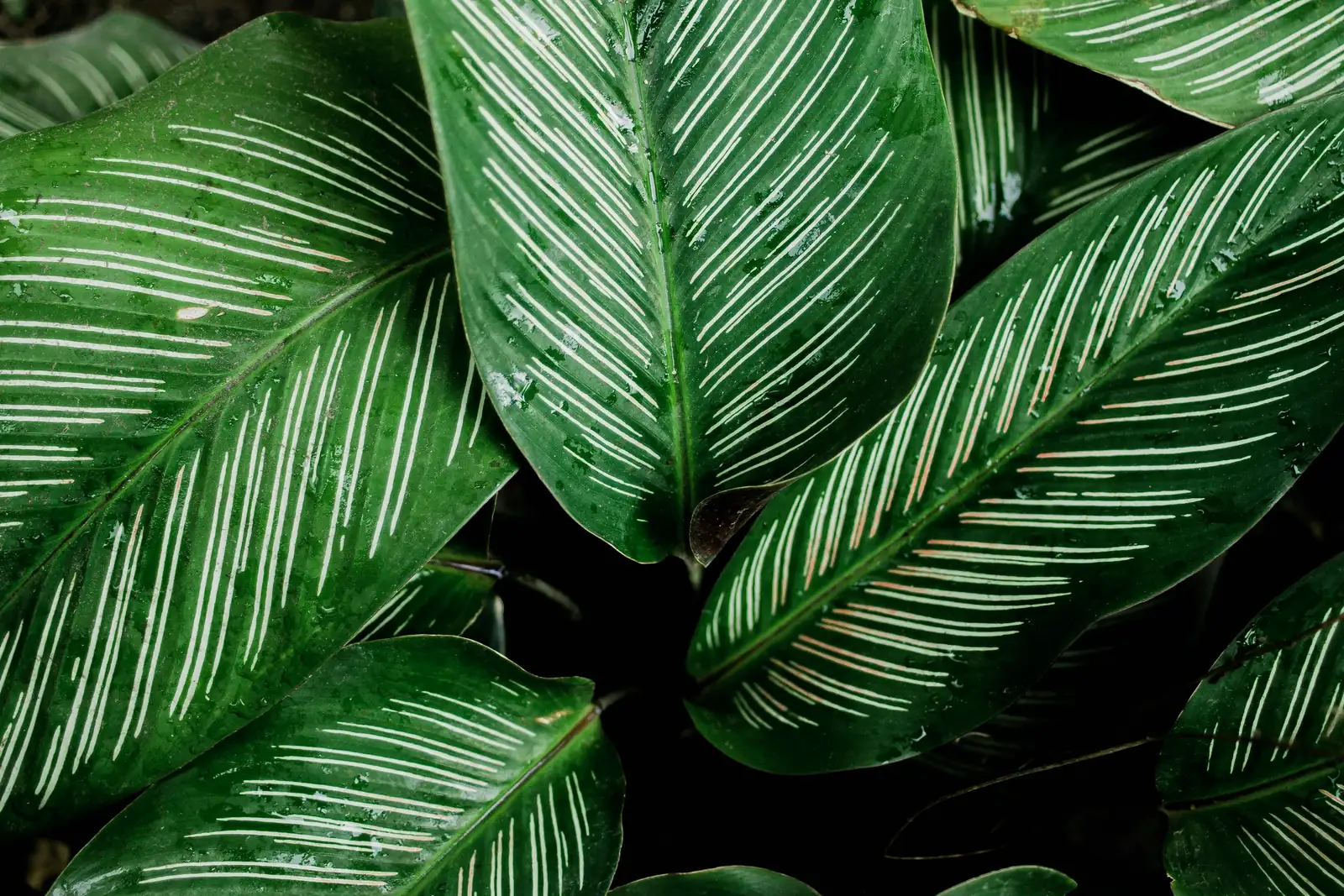 whiteflies on plant leaves close-up