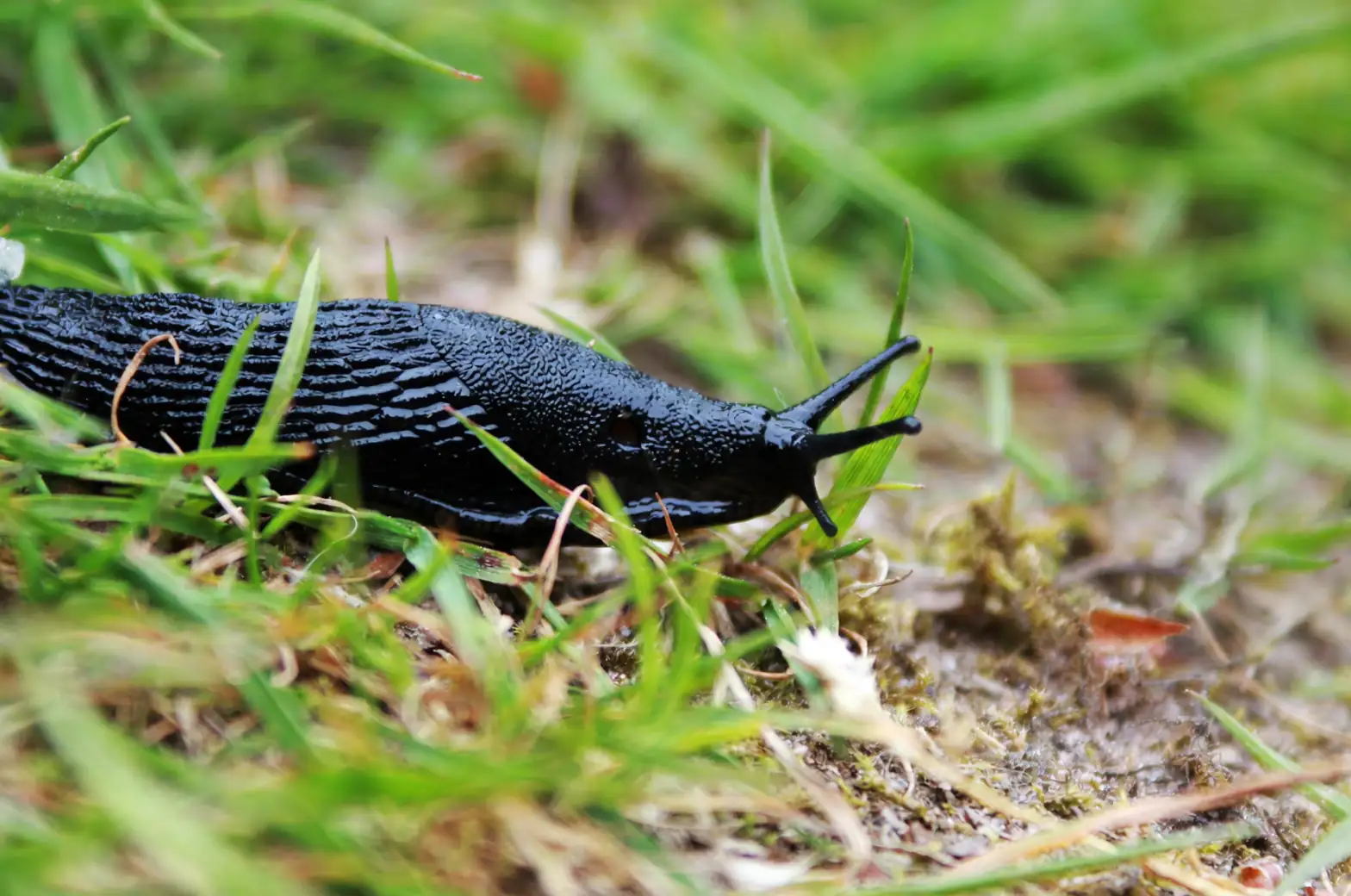 slug on garden soil