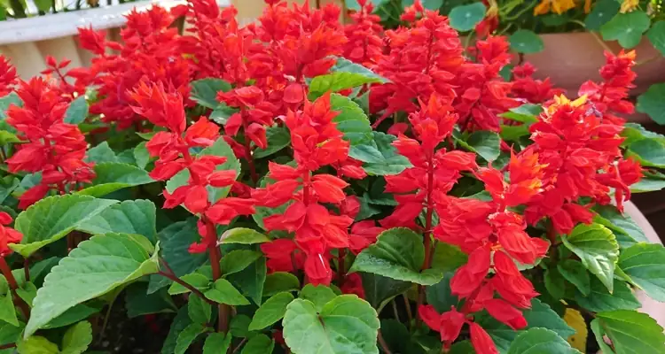 scarlet sage flowers close-up