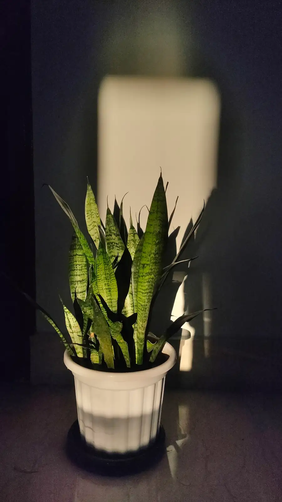 Level Up Your Home Decor: Styling with Snake Plants