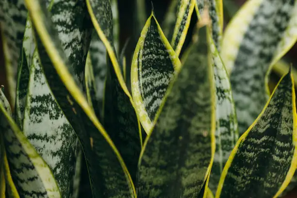 snake plant leaf close-up
