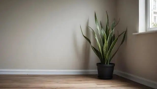 snake plant minimalist decor