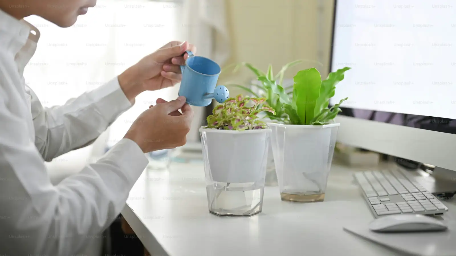 snake plant office desk