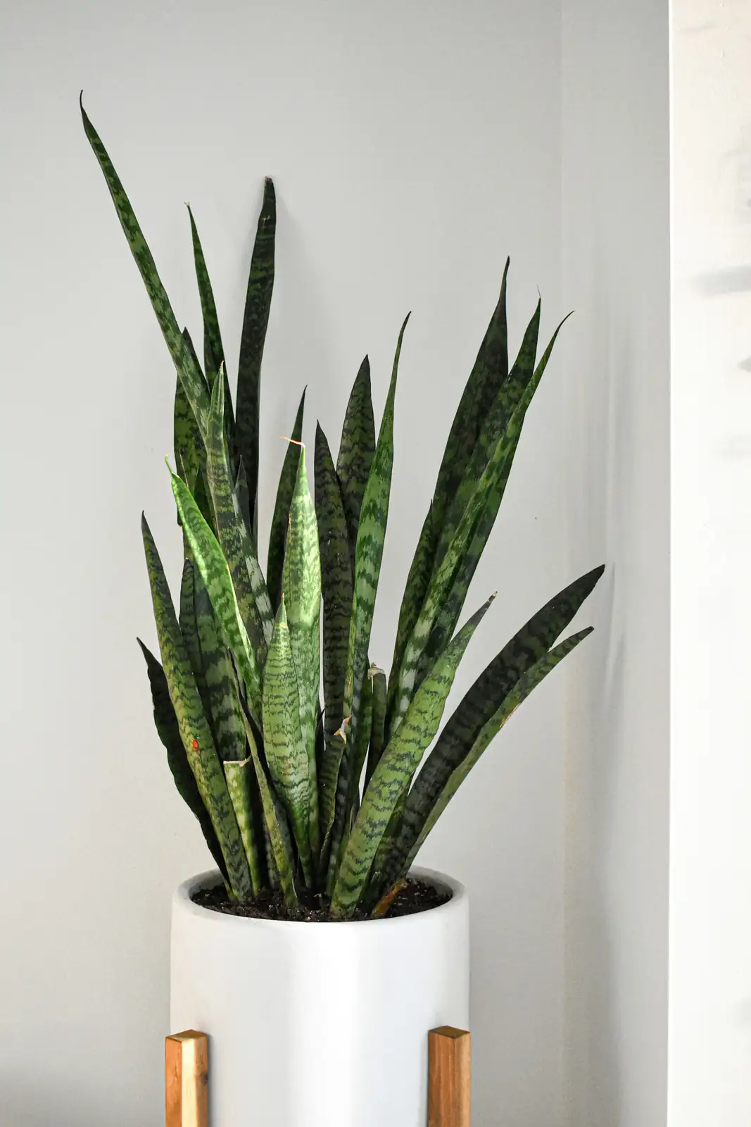 Propagate Like a Pro: Your Guide to Multiplying Snake Plants Effortlessly