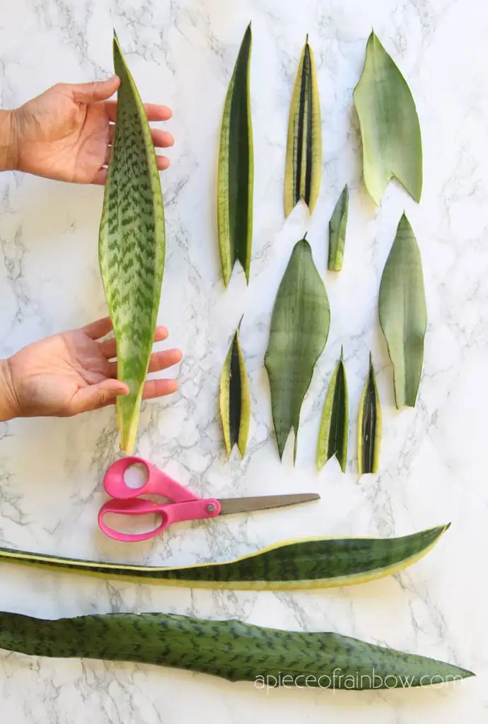 snake plant leaf cutting