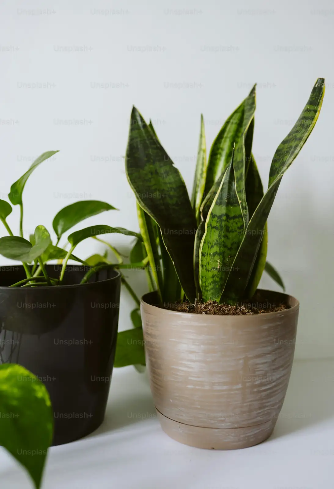 The Perfect Plant Pairing: Companion Plants for Your Snake Plant Oasis