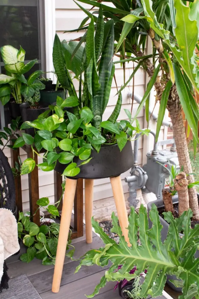 pothos hanging planter snake plant