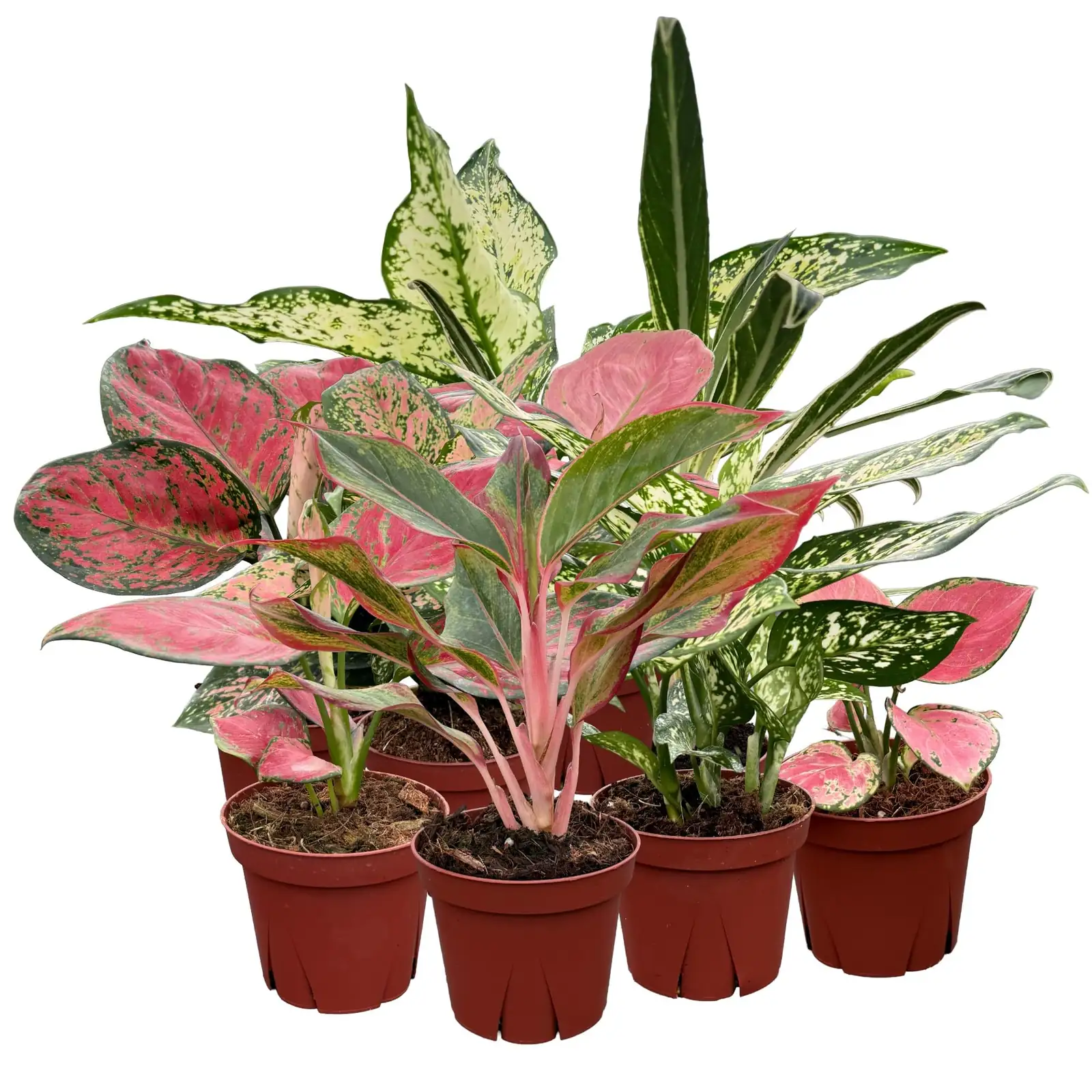 chinese evergreen snake plant combo