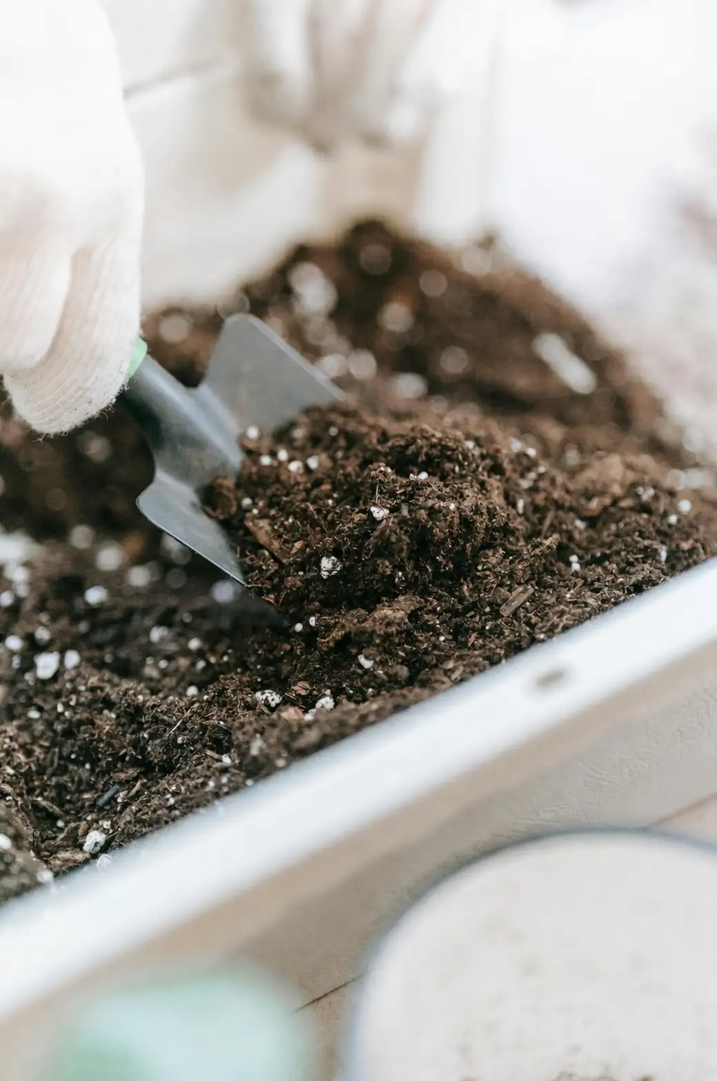 Why Is My Soil Turning White?: Causes and Solutions for Gardeners