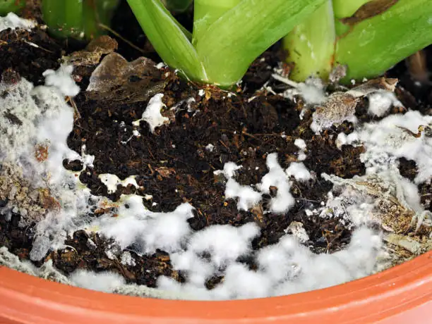 houseplant with white mold on soil