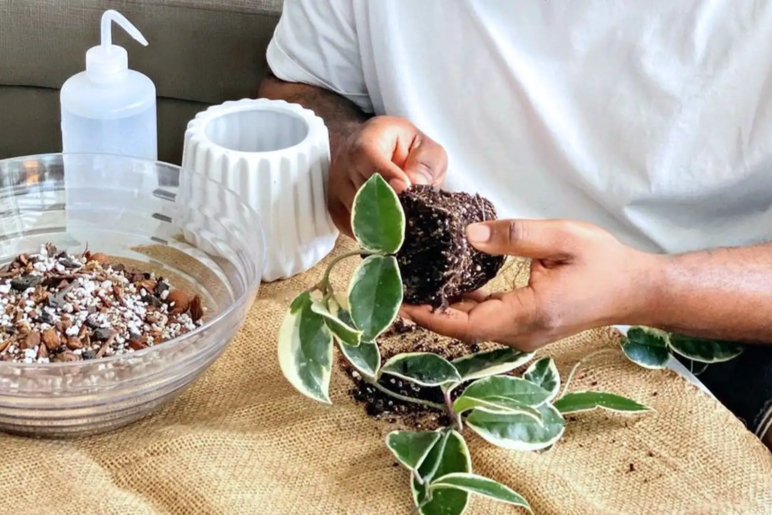 repotting houseplant fresh soil