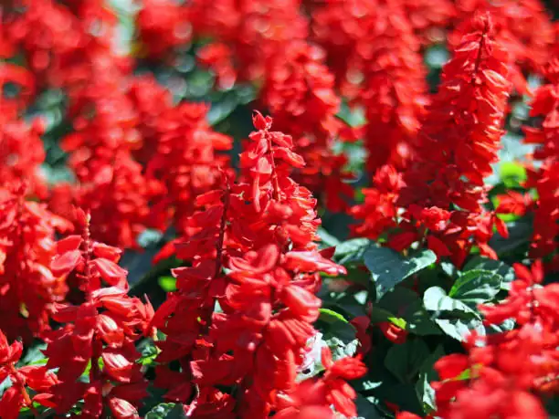 Victorian garden with Scarlet Sage