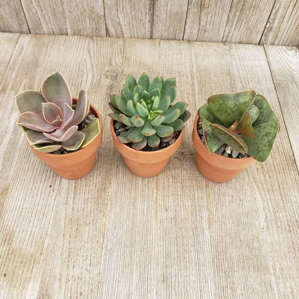 Clay vs. Plastic Pots: Which is Best for Your Plant’s Thirst?
