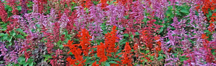 Variety of Scarlet Sage colors