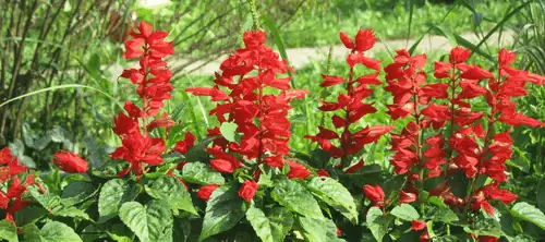 Gardener pruning Scarlet Sage