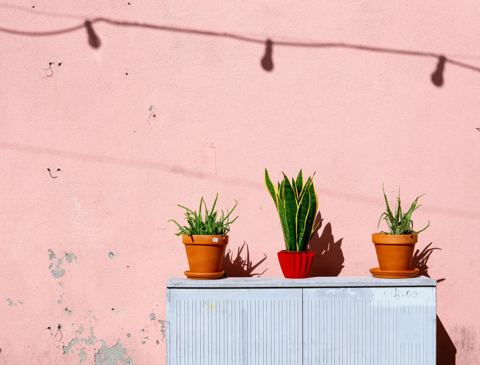 snake plant on sunny balcony