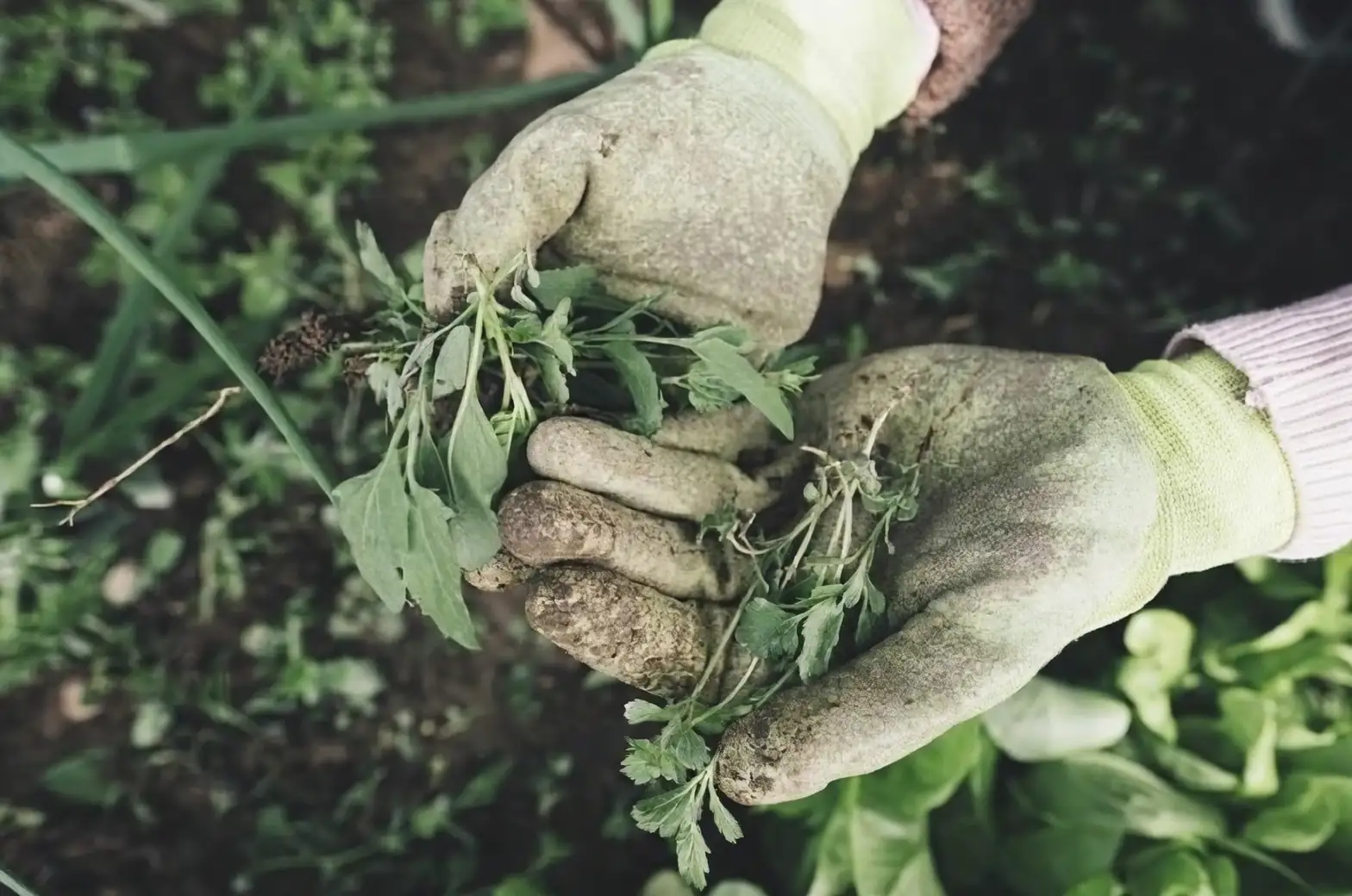 weighing potted plant by hand