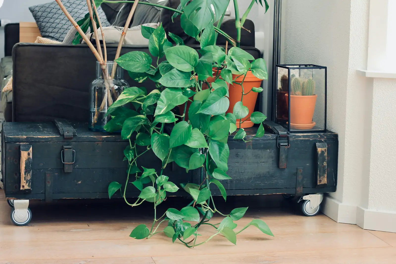 indoor plant environment