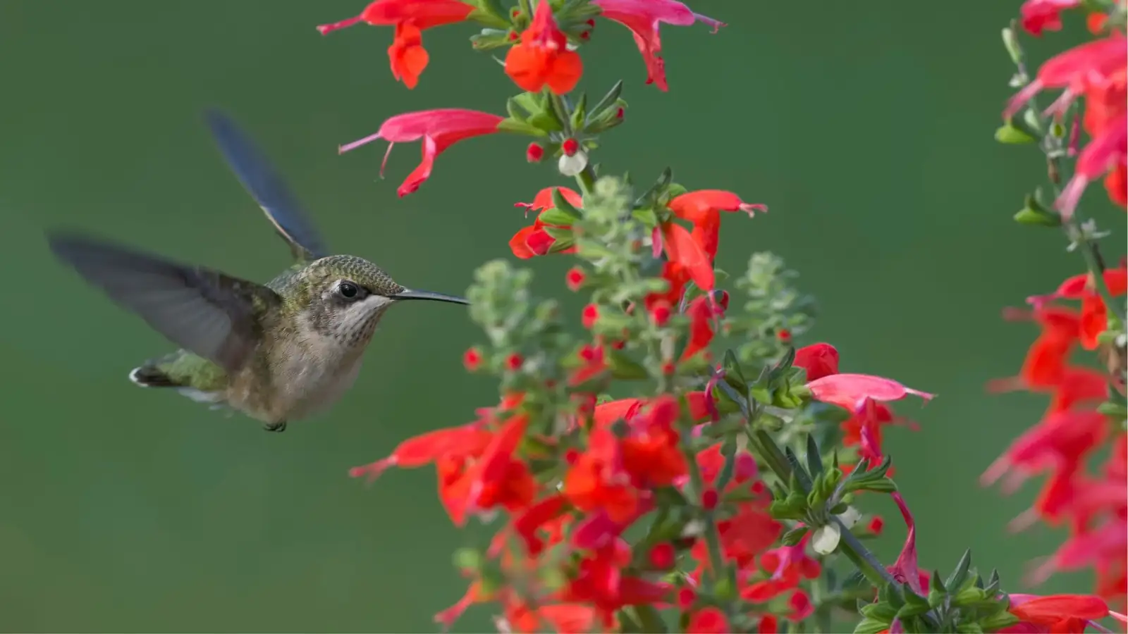 Hummingbird feeding on Scarlet Sage