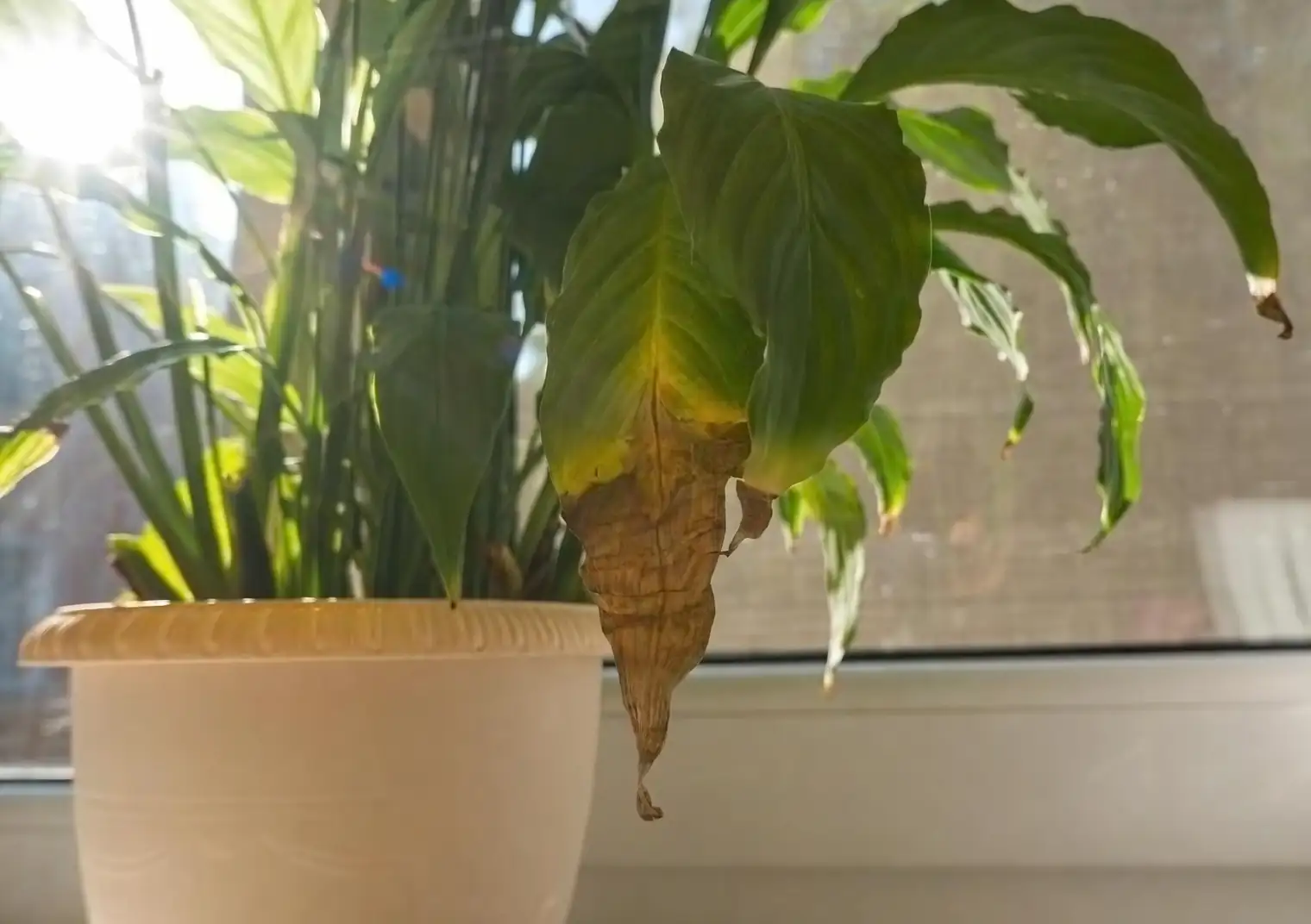 wilting plant leaves close-up