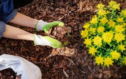 mulching garden in summer