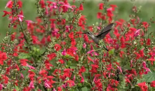 Scarlet Sage Secrets: Fun Facts About This Vibrant Bloomer